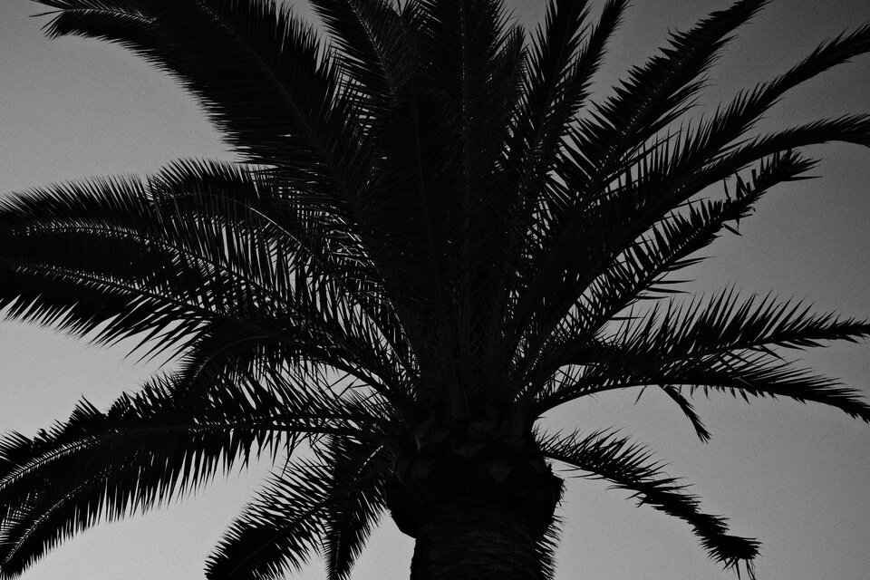 palma.JPG - TheMotherfucker