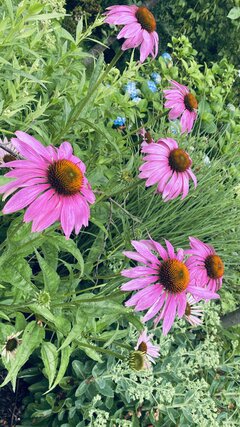 IMG_6088.jpeg