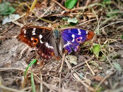 Nadwiślański  motyl