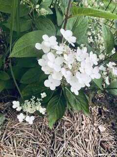 IMG_6091.jpeg
