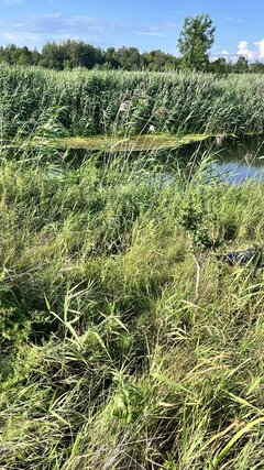 IMG_6790.jpeg