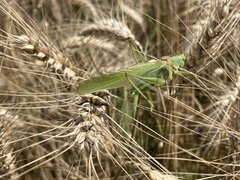 IMG_4735.jpeg