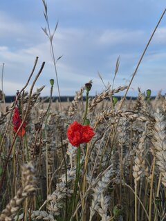 1000039044.jpg