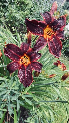 IMG_6508.jpeg