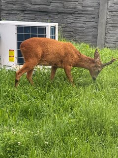 🦌