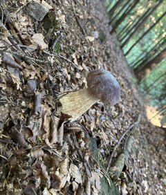 IMG_6875.jpeg