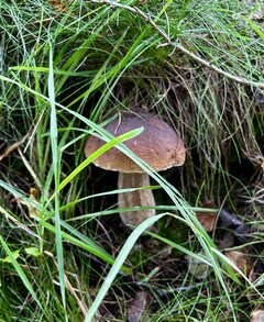 IMG_8187.jpeg