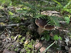 IMG_8220.jpeg