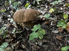 IMG_8290.jpeg