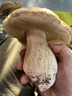 IMG_8298.jpeg
