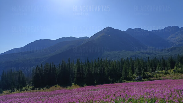 BlackHeart45
