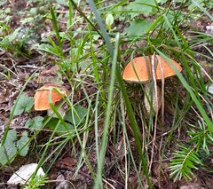 IMG_8476.jpeg