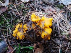IMG_5648.jpeg