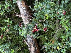 IMG_8920.jpeg