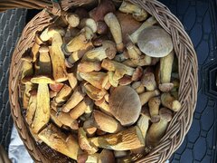 IMG_8968.jpeg