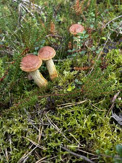 IMG_8988.jpeg