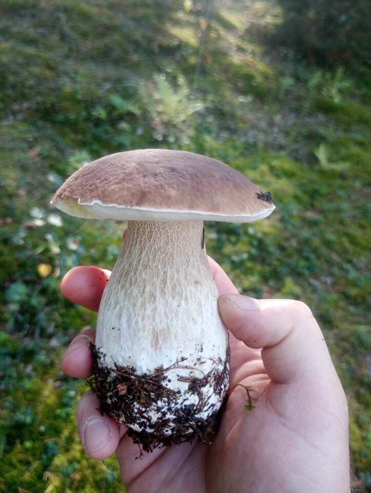 1000025001.jpg - RogaciOtwarci