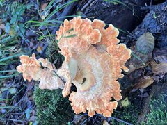 IMG_6915.jpeg