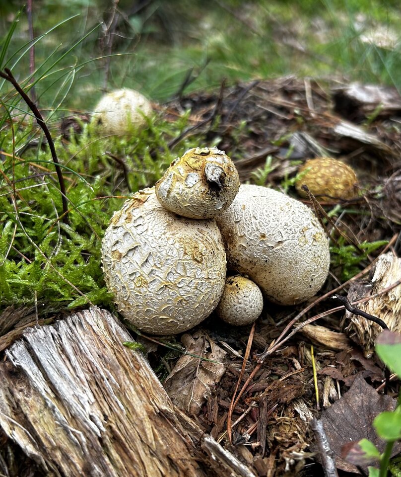 IMG_9072.jpeg - NaturystaXXX