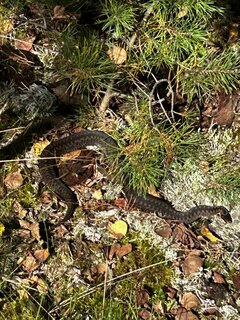 IMG_9081.jpeg
