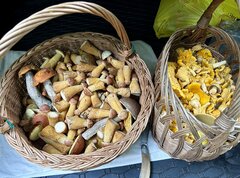 IMG_9135.jpeg