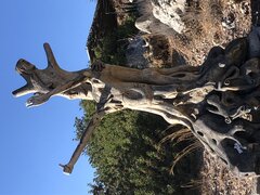 IMG_0646.jpeg