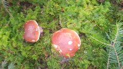 IMG-20250919-WA0007.jpeg