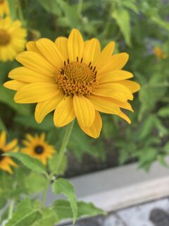 IMG_4732.jpeg