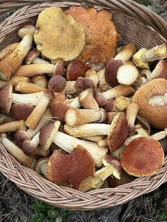 IMG_9192.jpeg