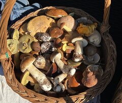 IMG_9259.jpeg