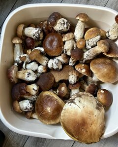 IMG_9263.jpeg