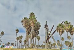 palm