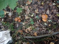IMG_20250928_073137.jpg