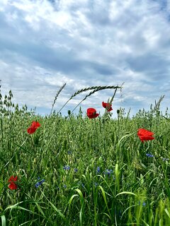 IMG_1983.jpeg