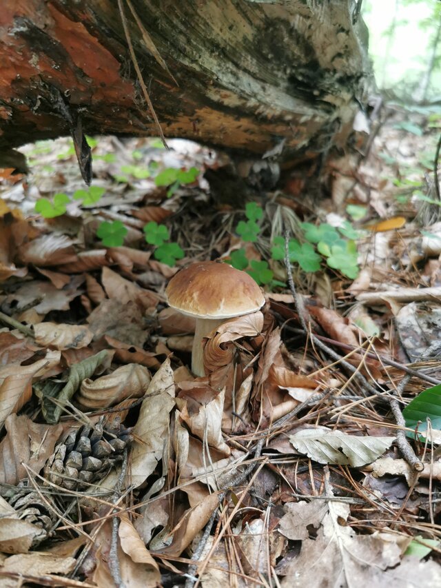 Zi0001
