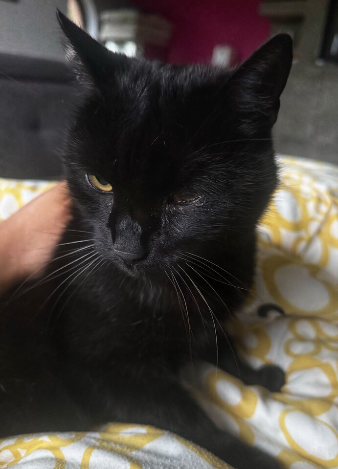 🐈 - serialowapara19782
