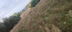 IMG_20250913_071644.jpg