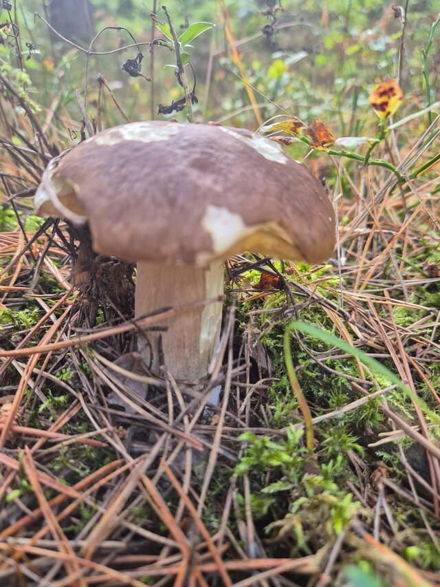 szpakowatypo50