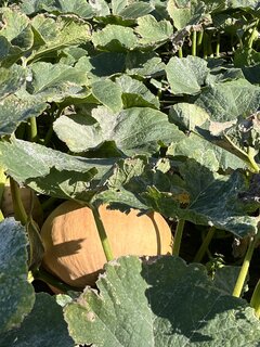 IMG_5437.jpeg