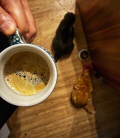 🐈 ☕️
