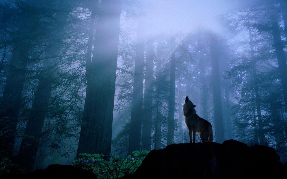 mr.wolf_1.jpg - mrwolf78