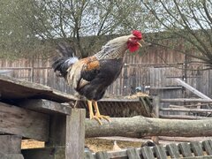 IMG_6486.jpeg