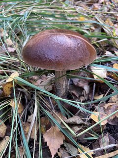 IMG_8125.jpeg