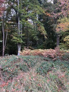 IMG_8123.jpeg