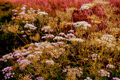 DSC09014.jpg