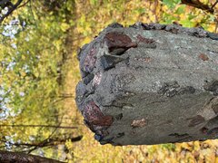IMG_9639.jpeg