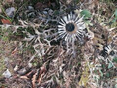 IMG_20251108_130806.jpg