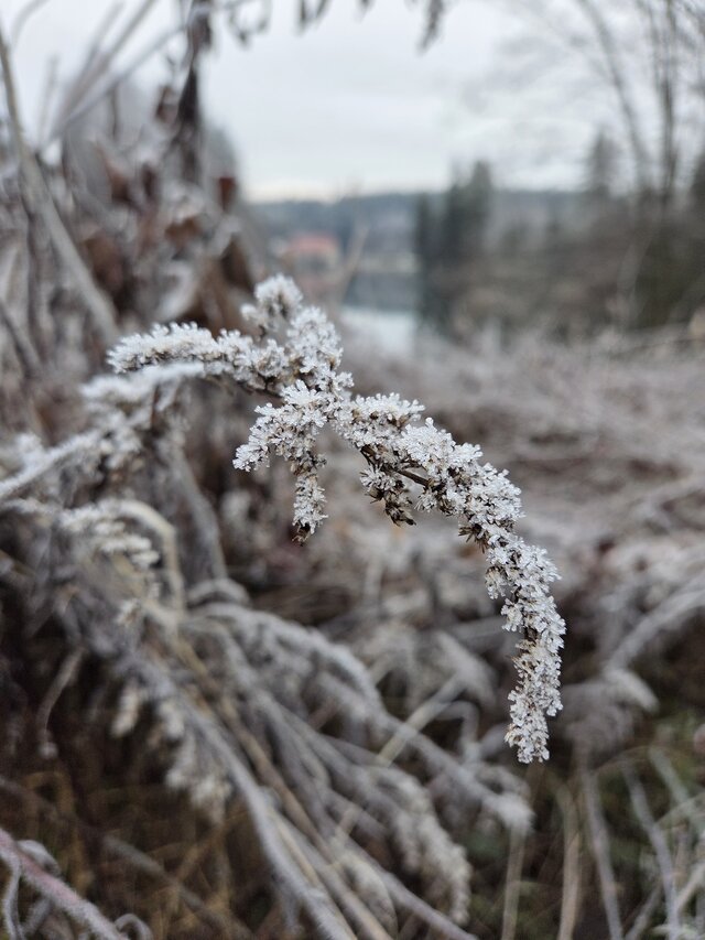 _Koliberek