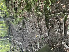 IMG_3229.jpeg