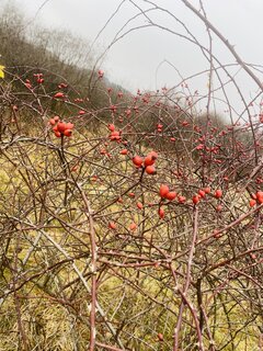 IMG_8603.jpeg